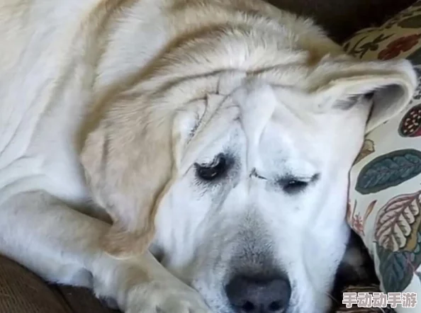 人or猪or狗，相貌平庸，实力非凡