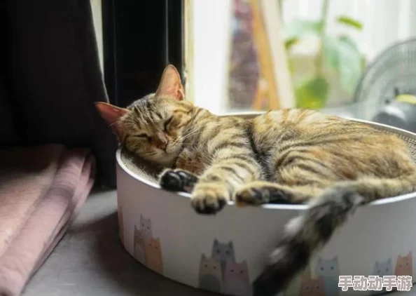 色猫视频:千姿百态,展现生活的多彩与魅力 色猫视频:千姿百态,展现生活的多彩与魅力