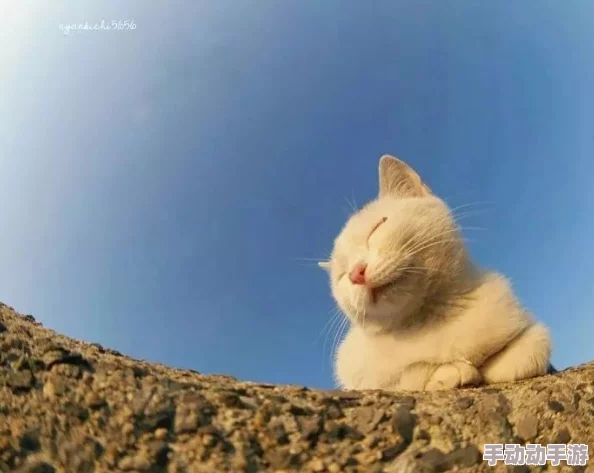 色猫视频:千姿百态,展现生活的多彩与魅力 色猫视频:千姿百态,展现生活的多彩与魅力