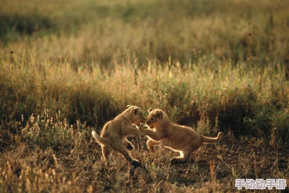 三角洲任务：全面探索鳄鱼出没的最新刷新地点与策略指南