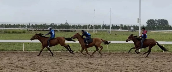 我的世界：高效策略与技巧，轻松繁育顶级骏马全攻略