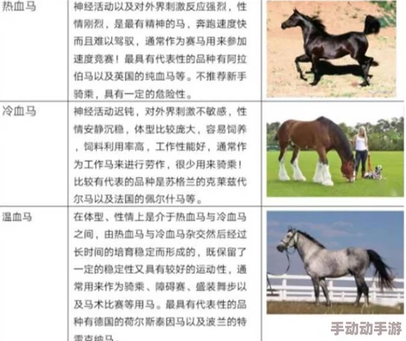 掌握诺亚之心马匹繁育精髓：高品质赛马养成策略与育种技巧揭秘
