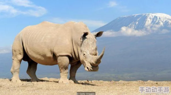 穿越味蕾的奇趣之旅：探秘疯狂动物园中，独家巧克力风味史前猛犸象惊喜登场！