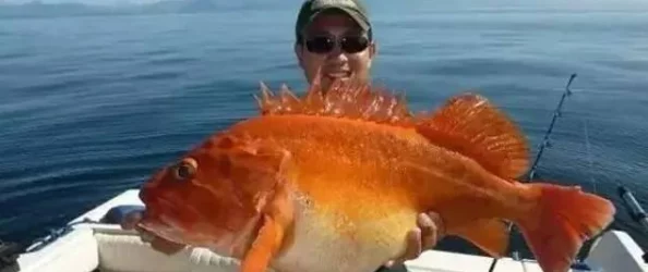 极限挑战：丛林法则下的绝地逃亡求生模式全攻略，解锁生存智慧与技巧的终极玩法指南