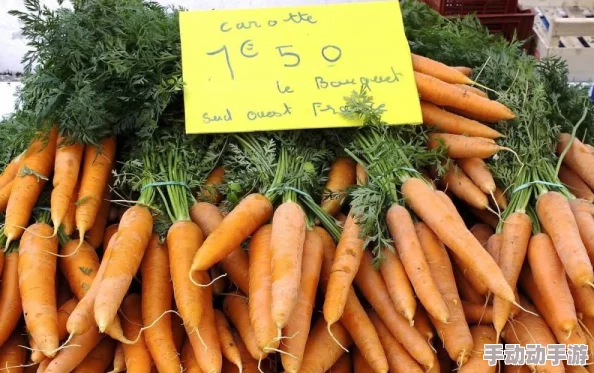 拔萝卜又叫黄9.1，了解其生长环境、营养价值与在传统菜肴中的运用及适宜食用季节的重要性