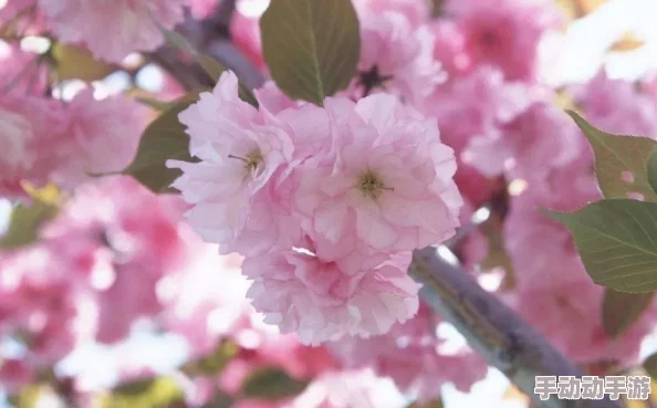 樱花jsq30q211最新进展:新功能上线,用户体验显著提升,市场反响热烈,引发广泛关注与讨论 樱花jsq30q211最新进展:新功能上线,用户体验显著提升,市场反响热烈,引发广泛关注与讨论