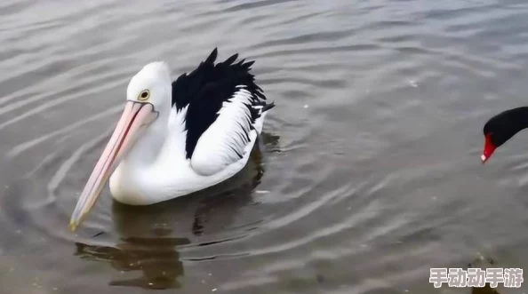 鹅鸭杀游戏中鹈鹕吞噬加拿大鹅是否会触发报警机制探讨 鹅鸭杀游戏中鹈鹕吞噬加拿大鹅是否会触发报警机制探讨