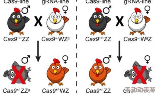 日韩mn交配:最新研究揭示两国文化差异对交配行为的影响及其生物学基础 日韩mn交配:最新研究揭示两国文化差异对交配行为的影响及其生物学基础