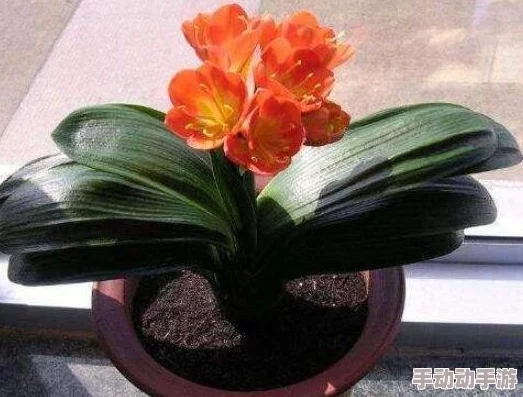 功夫大黄豆游戏攻略:最强SS伙伴选择指南,培养哪个角色更厉害? 功夫大黄豆游戏攻略:最强SS伙伴选择指南,培养哪个角色更厉害?