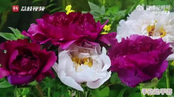 国色天香在线视频www网友认为该视频内容丰富,画面精美,给人一种身临其境的感觉,非常值得一看 国色天香在线视频www网友认为该视频内容丰富,画面精美,给人一种身临其境的感觉,非常值得一看