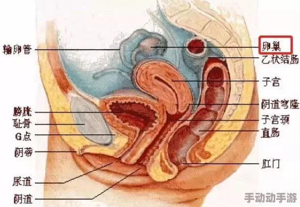 云缨的卵巢:最新研究揭示其在生殖健康中的重要作用与潜在应用前景 云缨的卵巢:最新研究揭示其在生殖健康中的重要作用与潜在应用前景