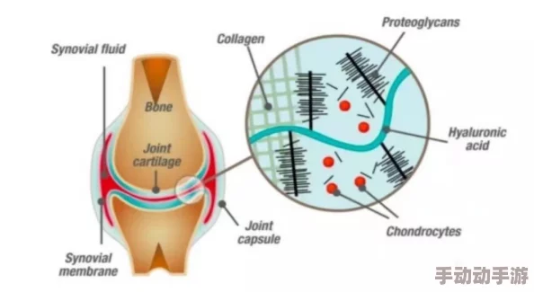 云缨的卵巢:最新研究揭示其在生殖健康中的重要作用与潜在应用前景 云缨的卵巢:最新研究揭示其在生殖健康中的重要作用与潜在应用前景