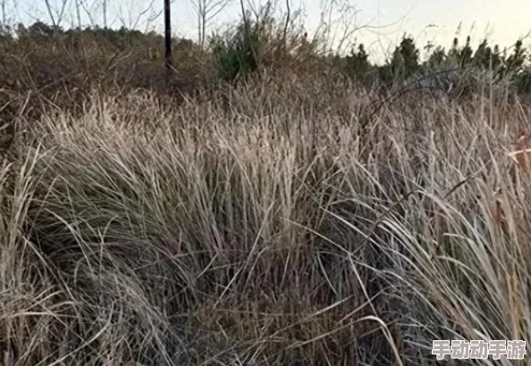 迷雾世界平民玩家攻略:每日必做高效任务大盘点与指南 迷雾世界平民玩家攻略:每日必做高效任务大盘点与指南