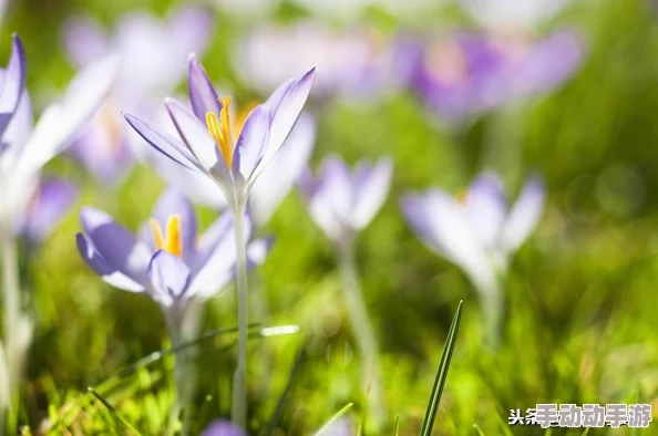 深度解析灵魂宝戒火队玩法与全攻略详情指南 深度解析灵魂宝戒火队玩法与全攻略详情指南