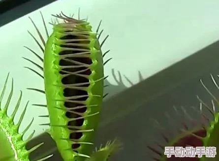 《王者荣耀》新英雄叶深度解析技能特性、定位与玩法攻略 《王者荣耀》新英雄叶深度解析技能特性、定位与玩法攻略