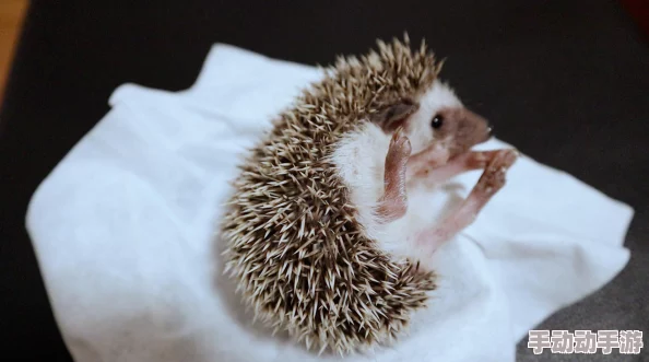 DNF宠物装备选什么颜色好? DNF宠物装备选什么颜色好?