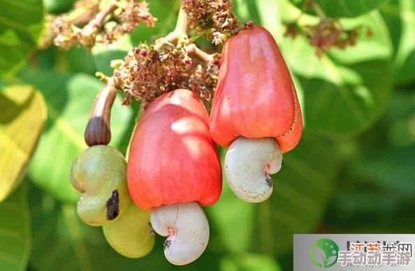 为什么我们买到的腰果一般都是没有壳的_8月20日每日一题答案